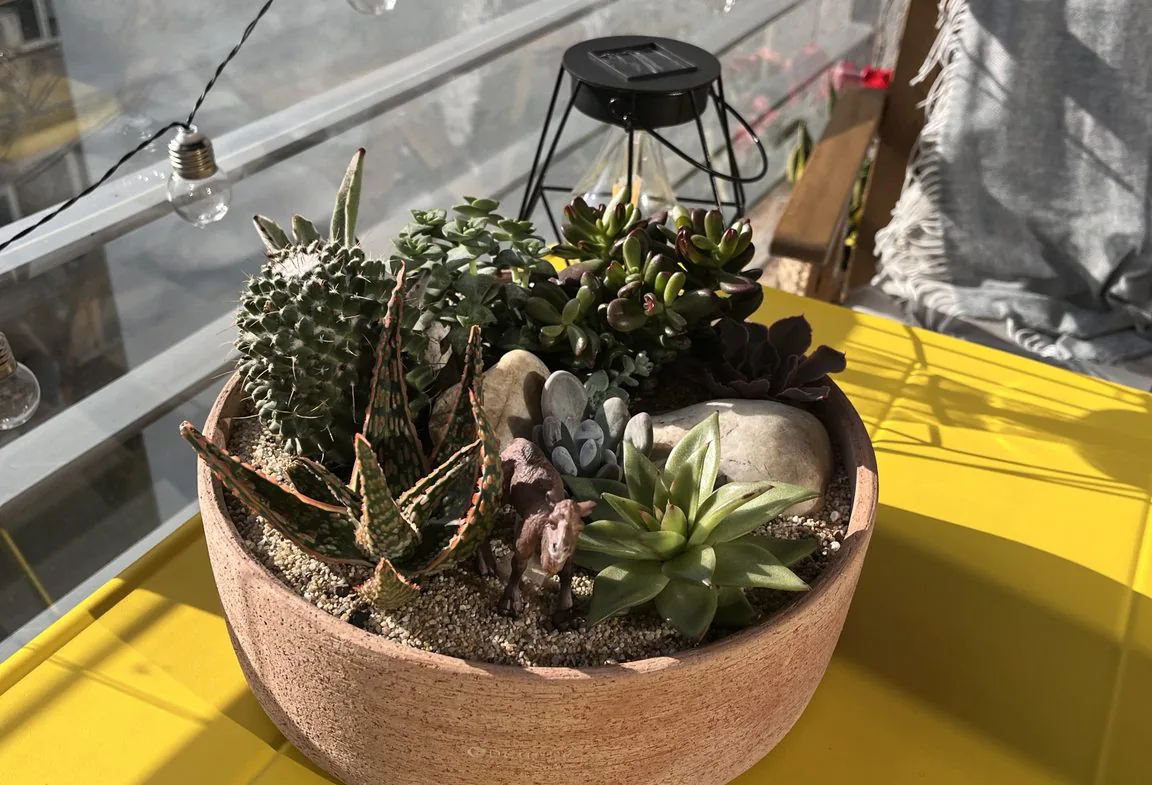 Succulent arrangement on the balcony table
