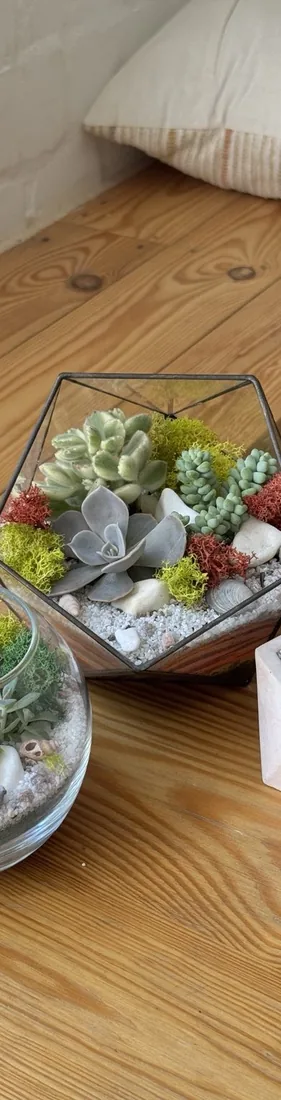 Geometric glass terrarium with succulents and moss