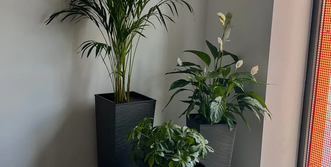 Indoor plants styled in an office