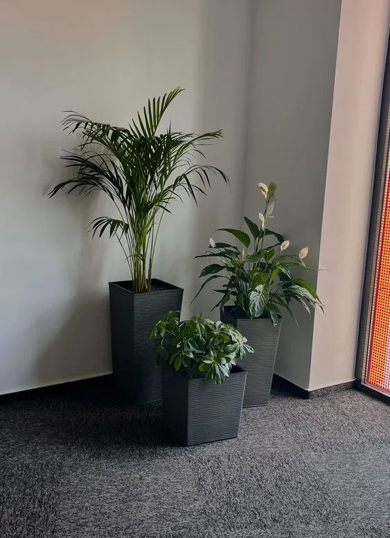 The same corner with plants installed