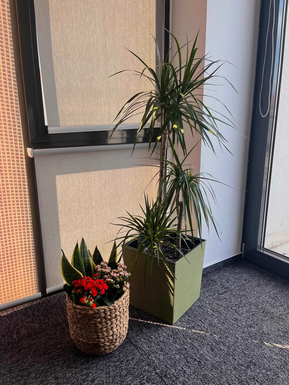 Dracaena and flowering kalanchoe in an office corner