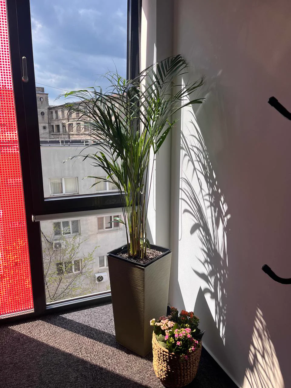 Office plants by the window