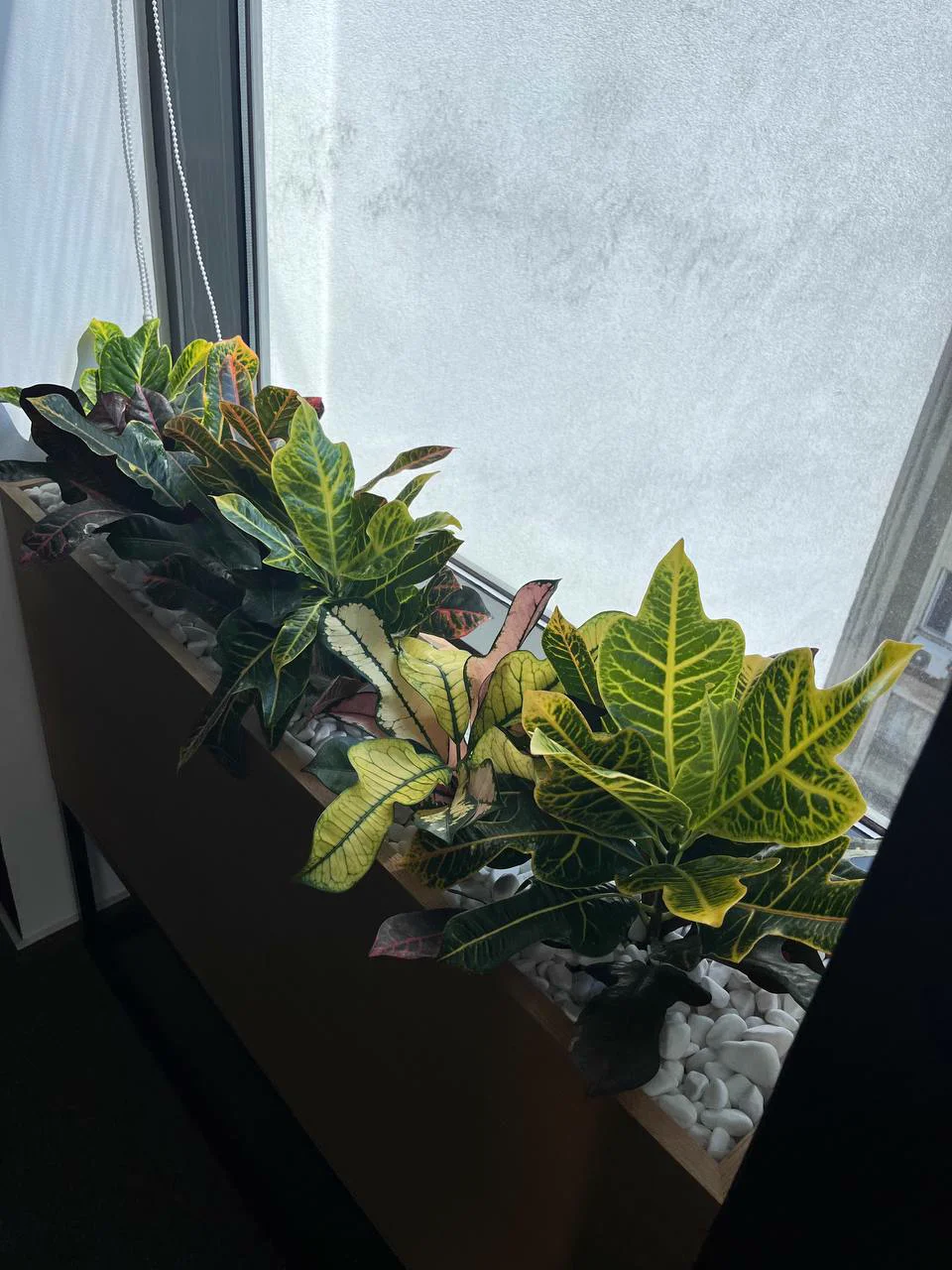 Croton planter on an office windowsill