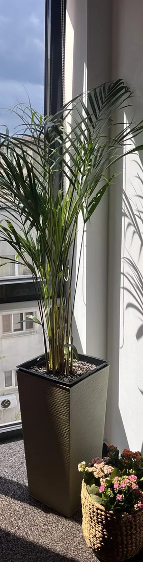 Palm and peace lilies by an office window