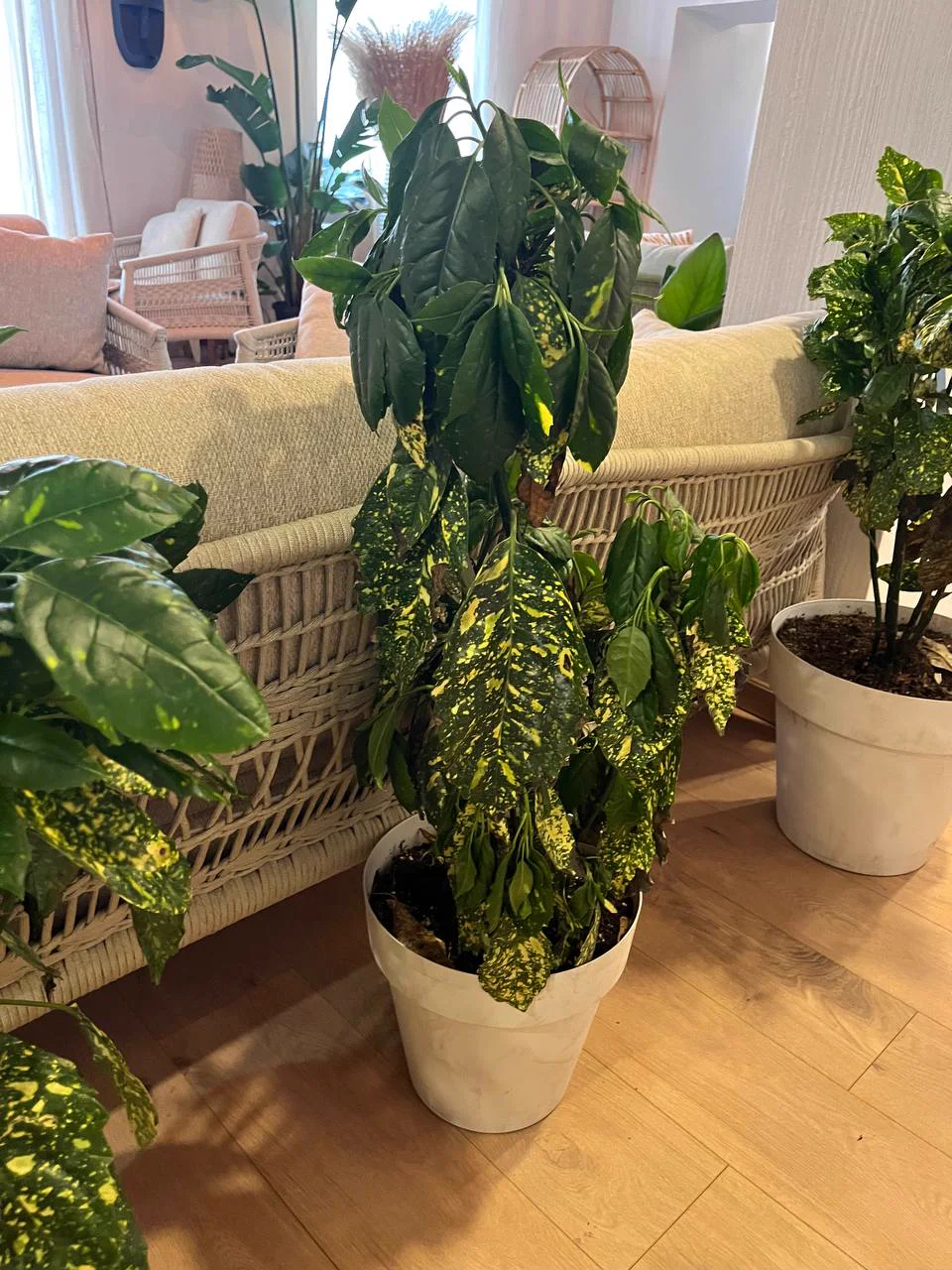 Declining plant with drooping leaves before treatment