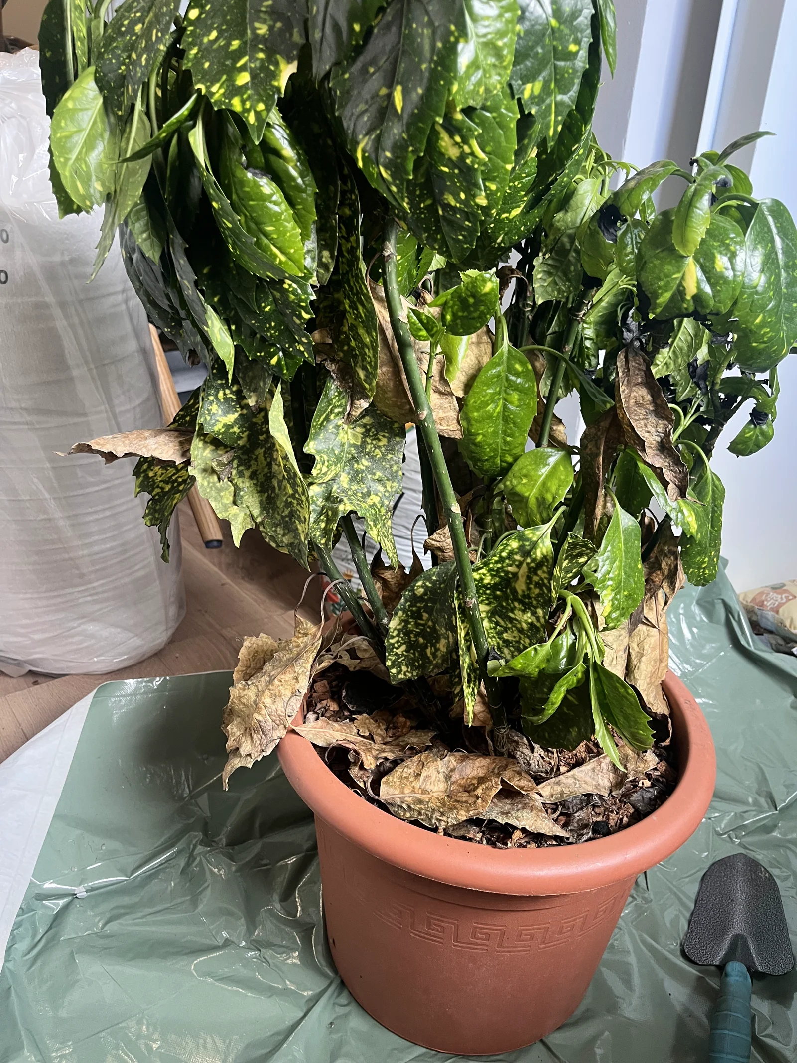 Plant in poor condition at the restaurant