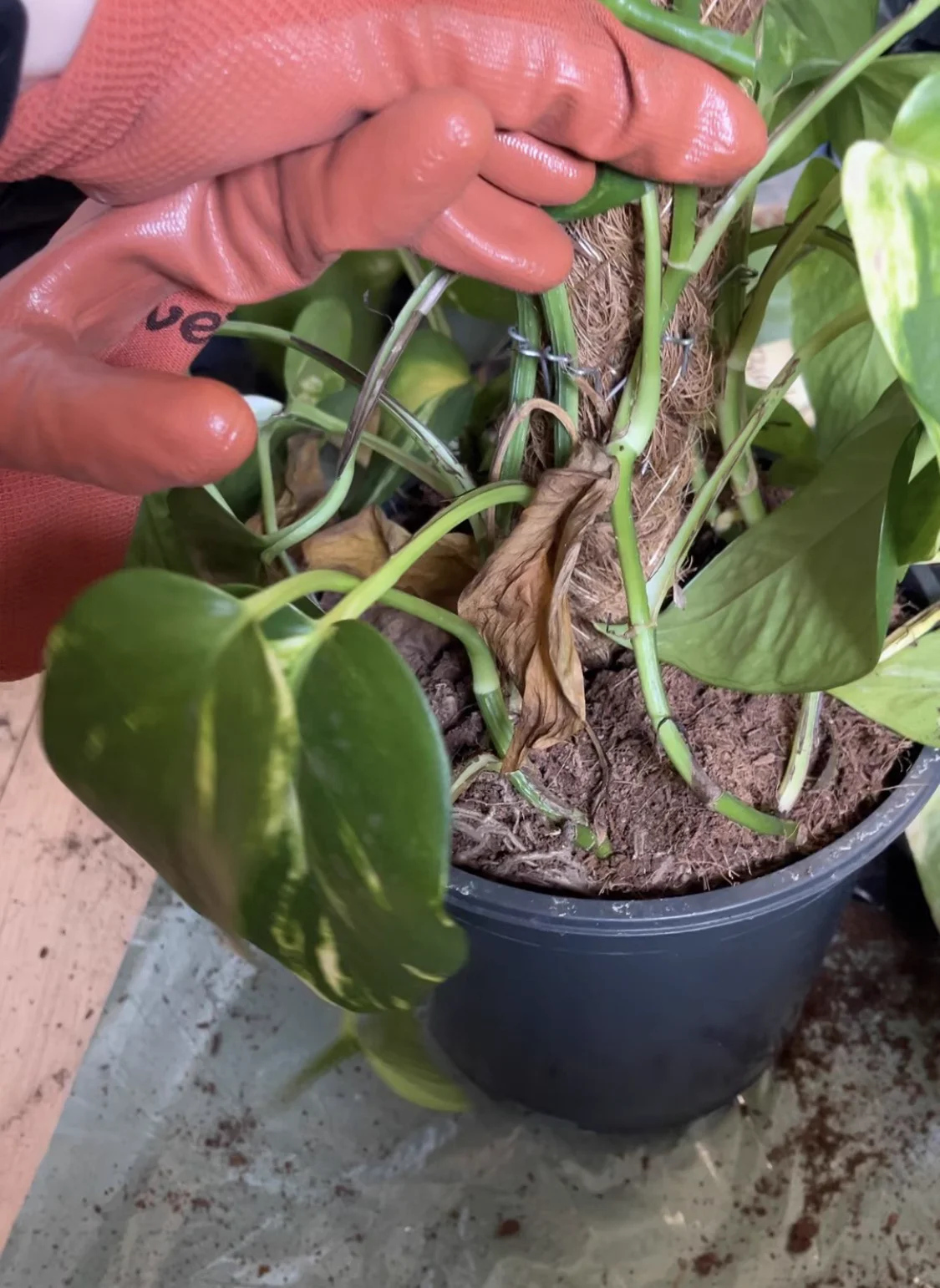 Dry damaged leaves before recovery