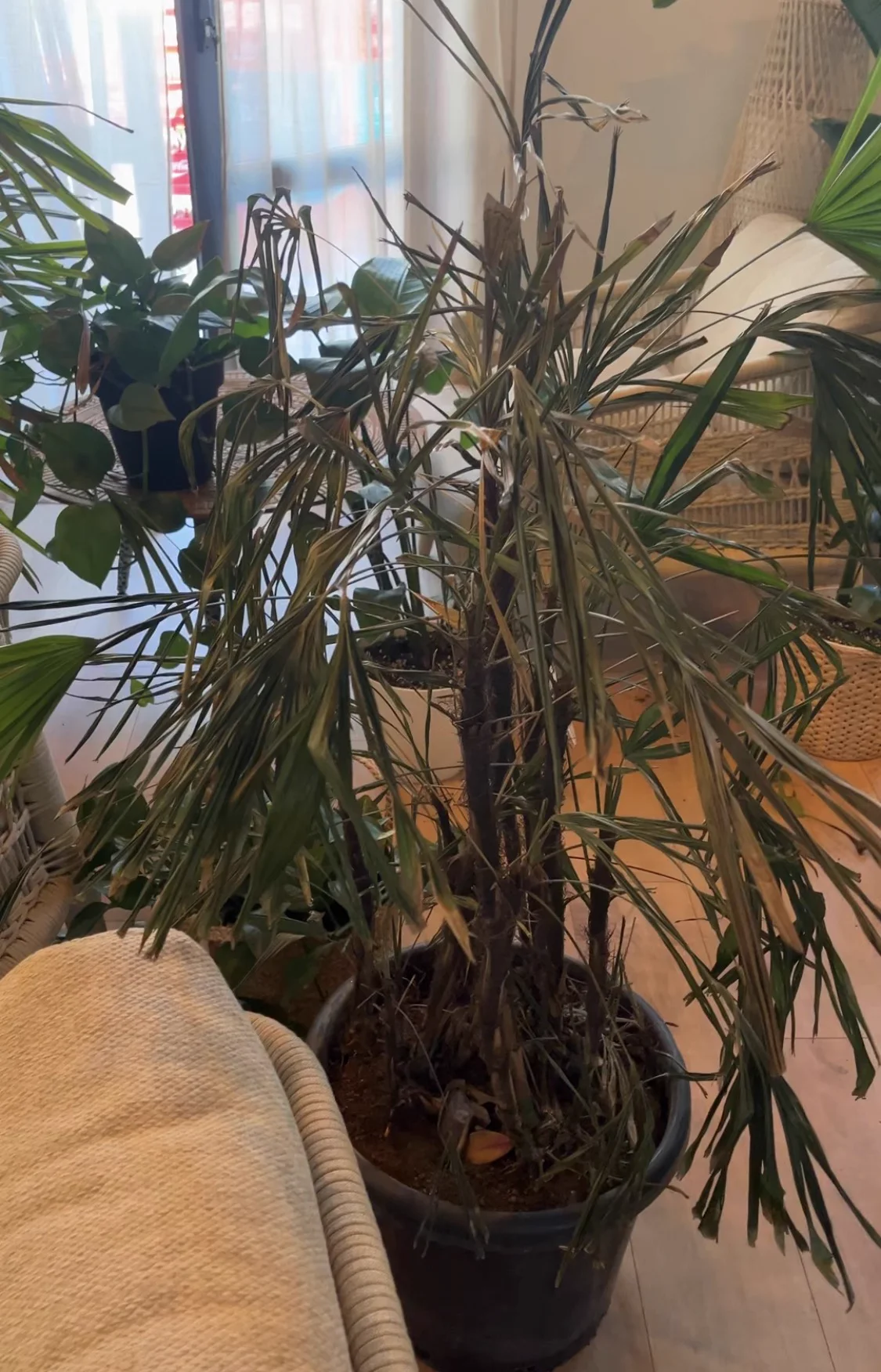 Plant showing signs of disease