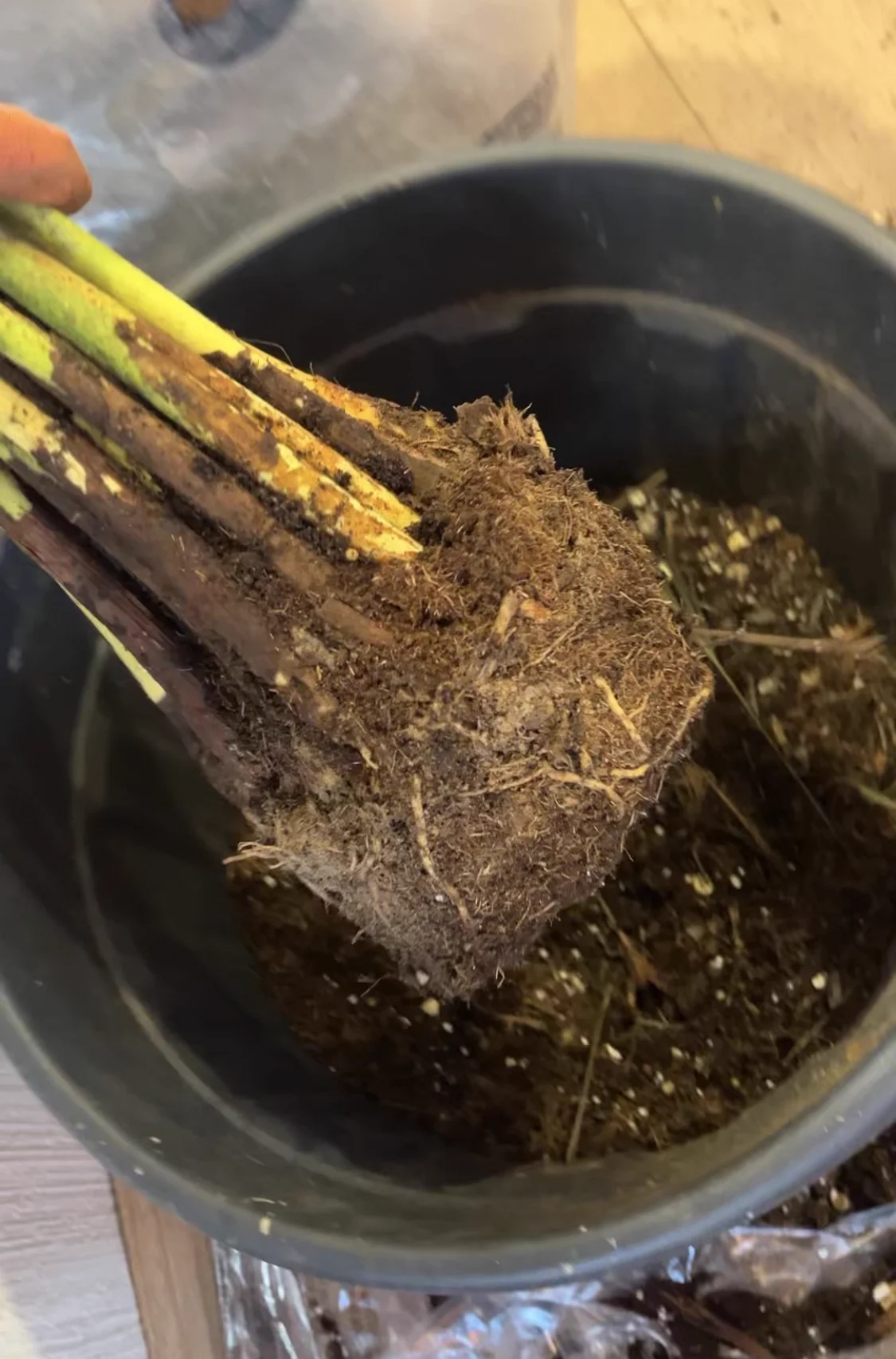 Unhealthy plant before rehabilitation