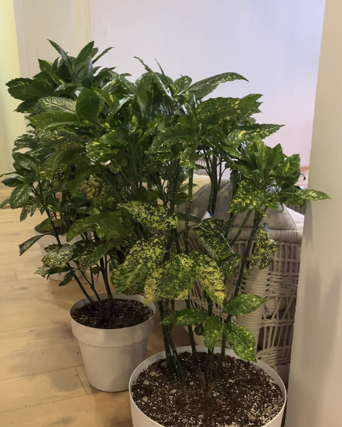 Recovered plants back in the restaurant