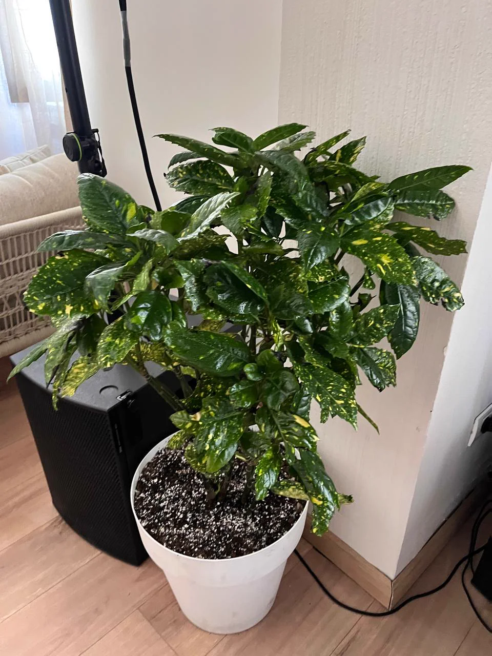 Restored plant in active growth