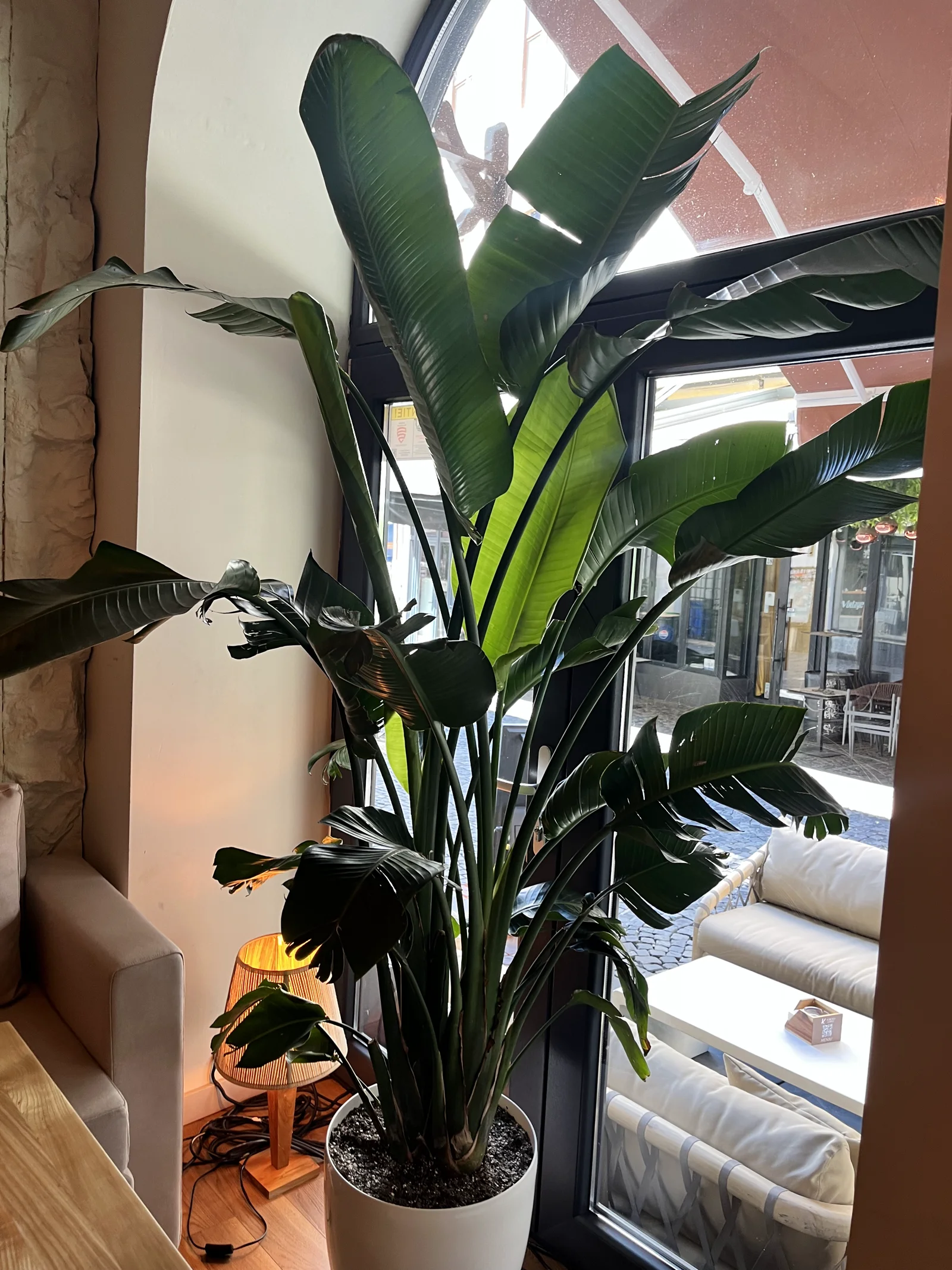 Green corner of the restaurant today