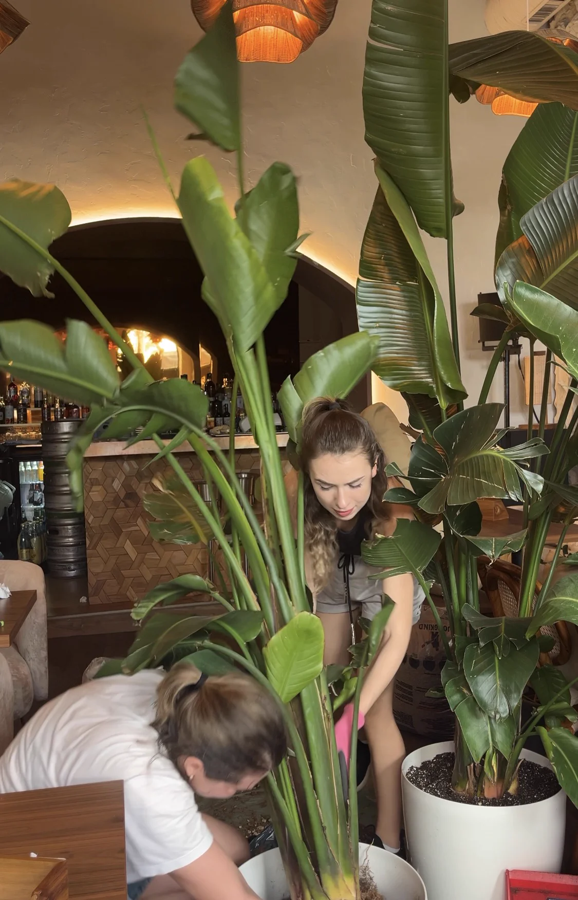 Working on the restaurant plants