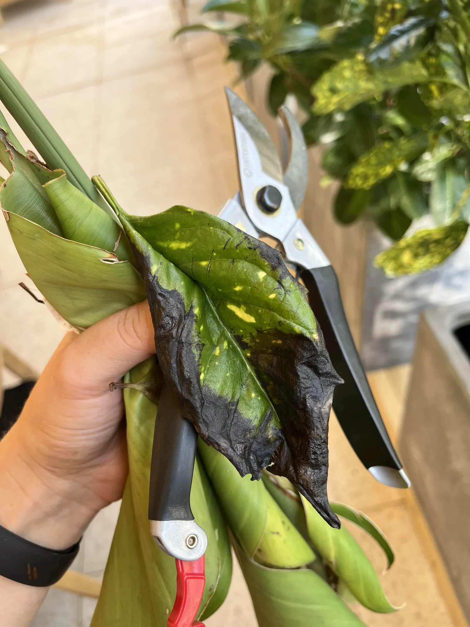 Repotting a large indoor plant
