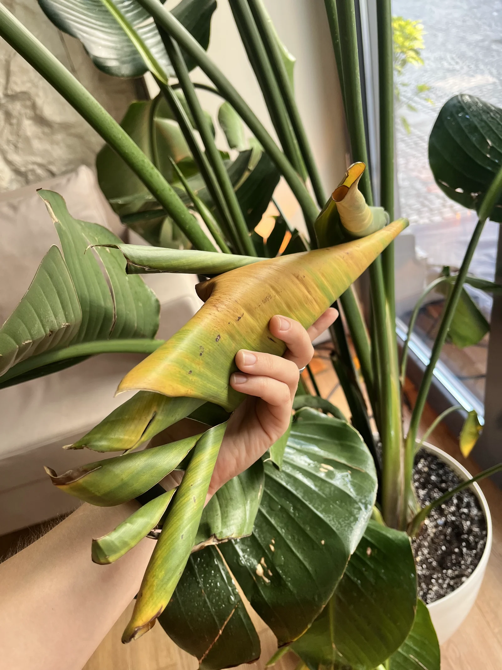 Root inspection and soil replacement